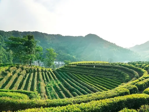Longjing Village Tea Garden龙井村茶园.jpg