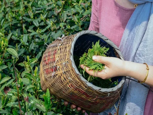 Tea picking experience 背篓采茶体验.jpg
