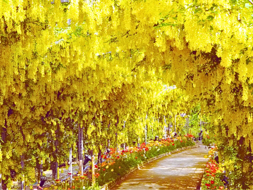 Ashikaga Flower Park 足利花卉公园.png